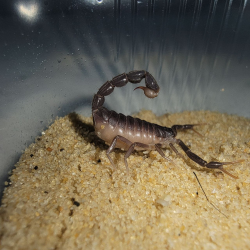 Скорпион Parabuthus transvaalicus фото 2