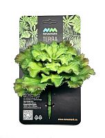 Растение для террариума пластиковое NOVAMARK TERRA суккулент Эхеверия Шавиана (зеленая) 15 см