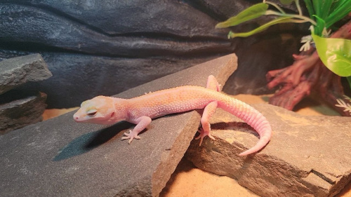 Пятнистый эублефар (Eublepharis macularius) White & Yellow Tremper Albino