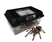 Стартовый набор для пауков