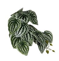 Растение для рептилий 13