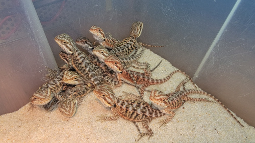 Бородатая агама (Pogona vitticeps) Normal фото 2
