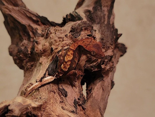 Реснитчатый бананоед (Correlophus ciliatus) Halloween фото 3