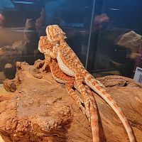 Бородатая агама (Pogona vitticeps) Red