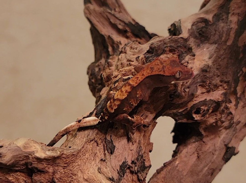 Реснитчатый бананоед (Correlophus ciliatus) Halloween