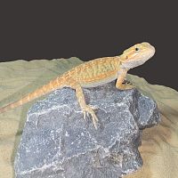 Бородатая агама (Pogona vitticeps) Lemon Leatherback