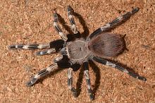 Паук-птицеед Nhandu chromatus