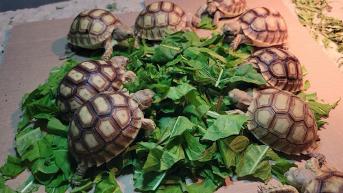 Шпороносная черепаха (Geochelone sulcata)