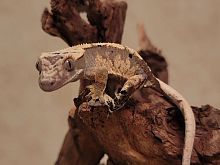 Реснитчатый бананоед (Correlophus ciliatus) Harlequin Dalmatian 2