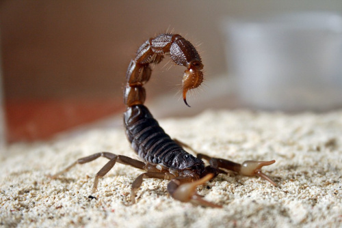 Скорпион Parabuthus transvaalicus