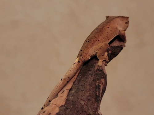 Реснитчатый бананоед (Correlophus ciliatus) Dalmatian фото 2