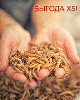 Мучной червь крупный 100 шт