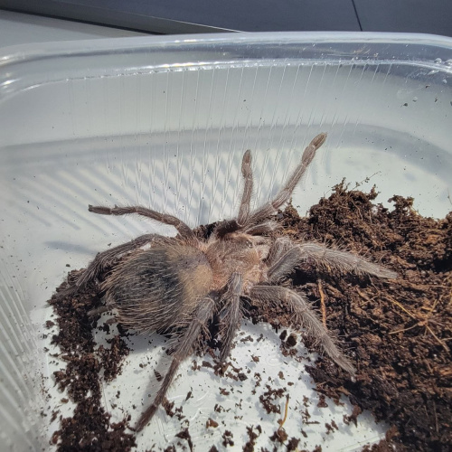 Паук-птицеед Lasiodora parahybana фото 2