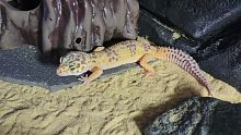 Пятнистый эублефар (Eublepharis macularius) Tangerine Tremper Albino
