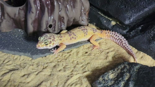 Пятнистый эублефар (Eublepharis macularius) Tangerine Tremper Albino