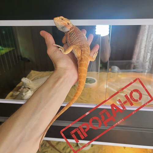 Внимание! Эксклюзивная агама в продаже!