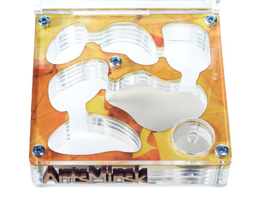 Стартовый комплект с муравьями XL autumn фото 3