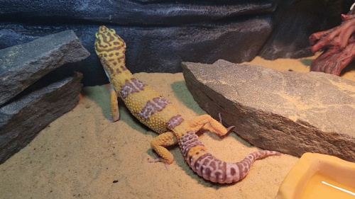 Пятнистый эублефар (Eublepharis macularius) Tremper Albino 3