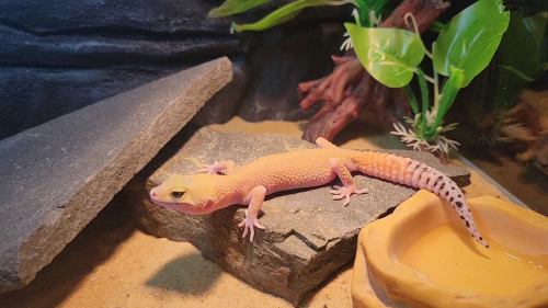 Пятнистый эублефар (Eublepharis macularius) Super Hypo Tangerine