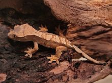 Реснитчатый бананоед (Correlophus ciliatus) Flame