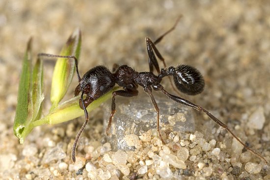 Муравьи-жнецы: содержание и уход в домашних условиях