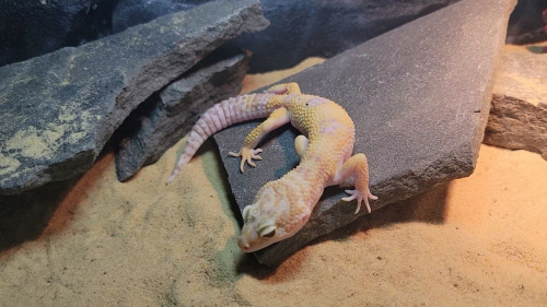 Пятнистый эублефар (Eublepharis macularius) Tremper Albino