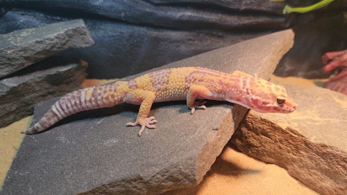 Пятнистый эублефар (Eublepharis macularius) Tremper Albino 2