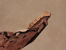 Реснитчатый бананоед (Correlophus ciliatus) Harlequin Dalmatian 3