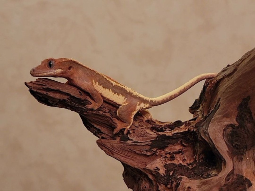 Реснитчатый бананоед (Correlophus ciliatus) Lilly white фото 2