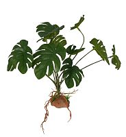 Растение для рептилий 17